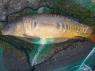 caught at yeadon tarn