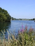 Black Swan (Dinton Pastures)