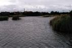 Combwich Ponds