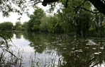 Emmotland Ponds