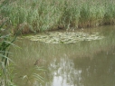 Rookery Meadow