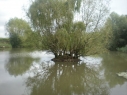 Rookery Meadow