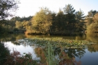 Wedgehill Ponds