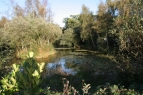 Wedgehill Ponds