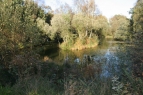 Wedgehill Ponds