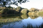 Wedgehill Ponds